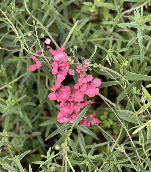 Diascia integerrima Coral Canyon