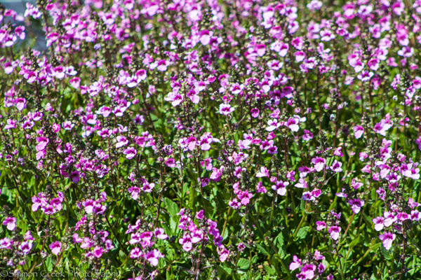 Diascia Langthorns Lavender