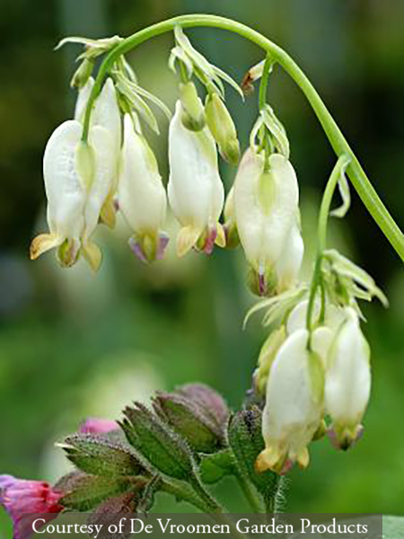 Dicentra ‘Aurora’