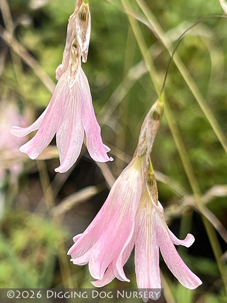 Dierama &lsquo;Spring Dancer&rsquo;