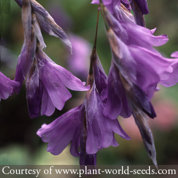 Dierama nixonianum