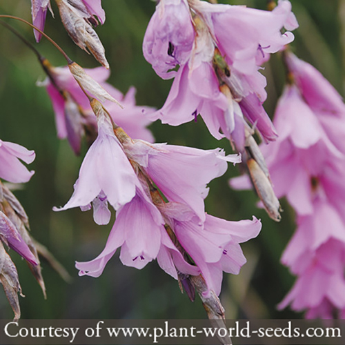 Dierama robustum