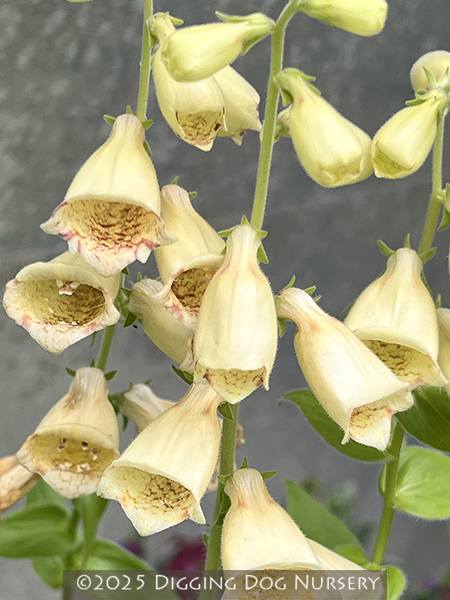 Digitalis grandiflora