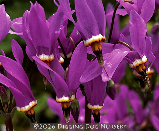 Dodecatheon meadia Aphrodite