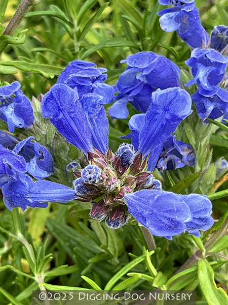 Dracocephalum argunense Fuji Blue