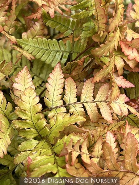 Dryopteris erythrosora ‘Brilliance’