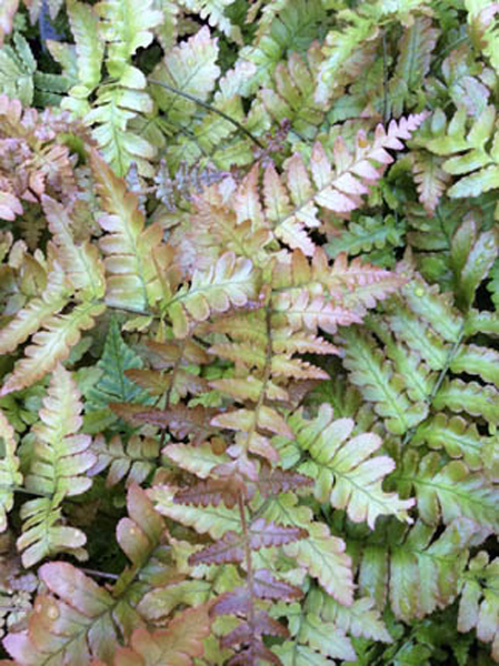 Dryopteris erythrosora ‘Brilliance’