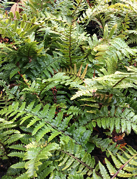 Dryopteris pycnopteroides