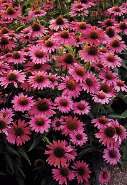 Echinacea.php