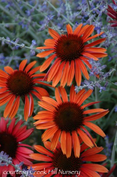 Echinacea &lsquo;Sundown (tm Big Sky Series)&rsquo;