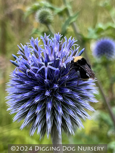Echinops bannaticus &lsquo;Blue Glow&rsquo;