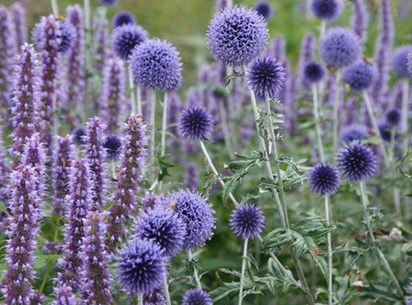 Echinops bannaticus ‘Taplow Blue’