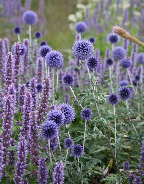 Echinops ritro Veitchs Blue