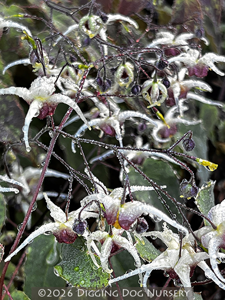 Epimedium Domino