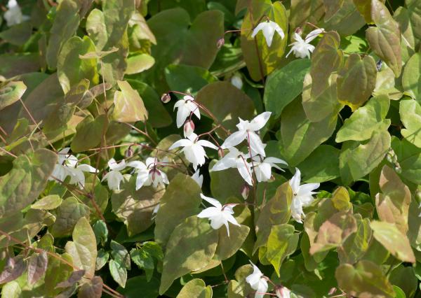 Epimedium youngianum Niveum