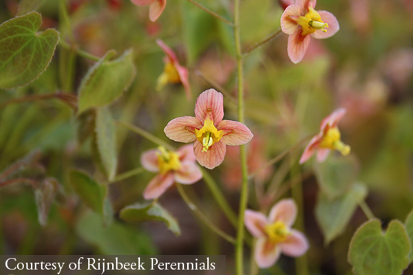 Epimedium warleyense ‘Orange Queen’