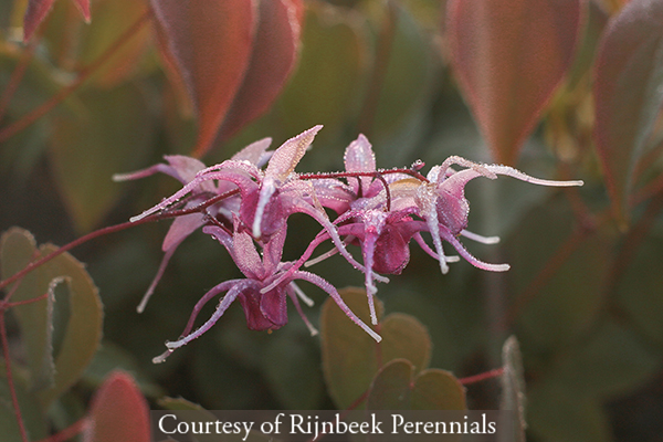 Epimedium grandiflorum ‘Pierres Purple’