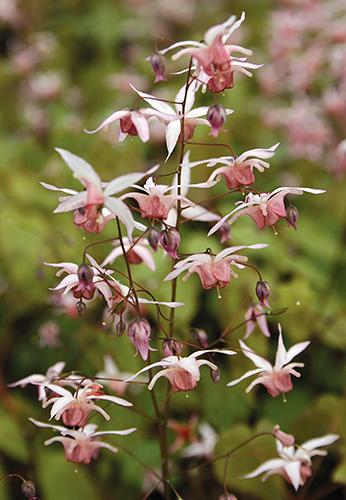 Epimedium ‘Pink Elf’