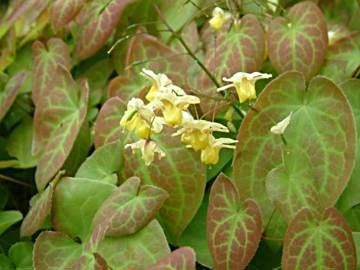 9cm pot Epimedium versicolor /'Sulphureum/' Barrenwort