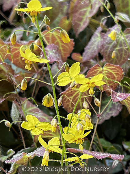 Epimedium versicolor ‘Sulphureum’