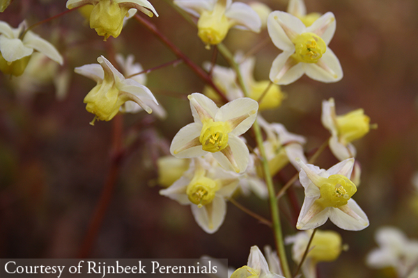 Epimedium pinnatum