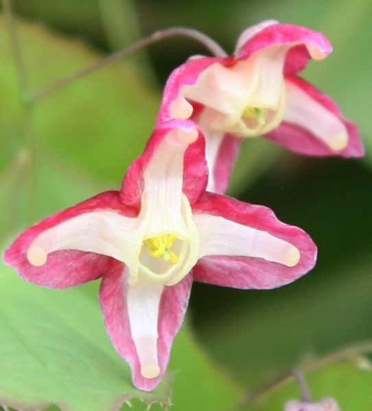 Epimedium rubrum