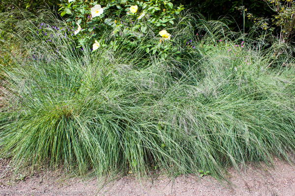 Eragrostis spectabilis