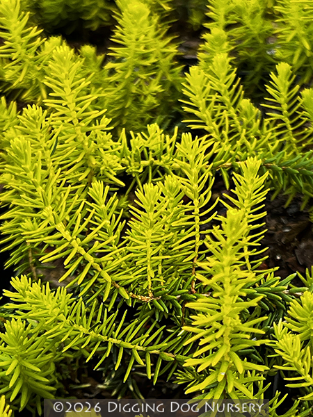 Erica erigena f. aureifolia &lsquo;Golden Lady&rsquo;