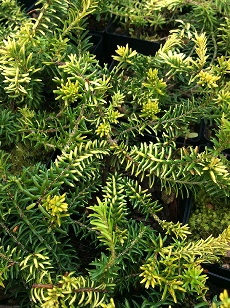 Erica carnea Golden Starlet