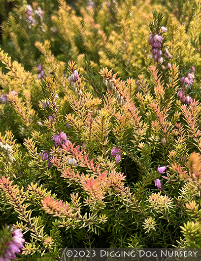 Erica darleyensis Mary Helen