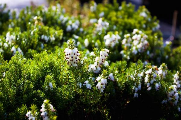 Erica carnea ‘Schneekuppe’