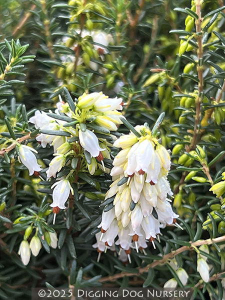 Erica carnea Springwood White