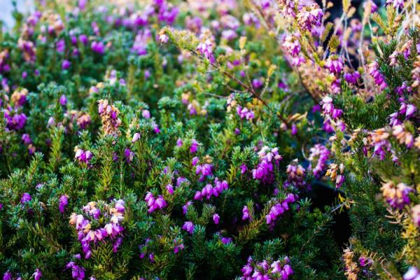 Erica carnea ‘Vivelli’