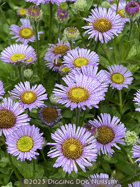 Erigeron glaucus Cape Sebastian
