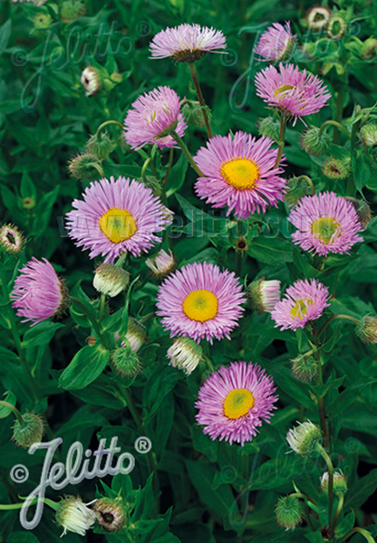 Erigeron speciosus Pink Jewel