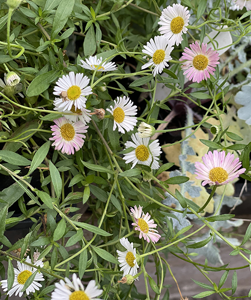 Erigeron karvinskianus Stallone