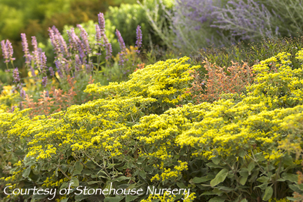 Eriogonum allenii ‘Little Rascal’