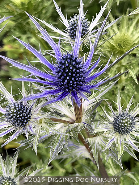 Eryngium Big Blue