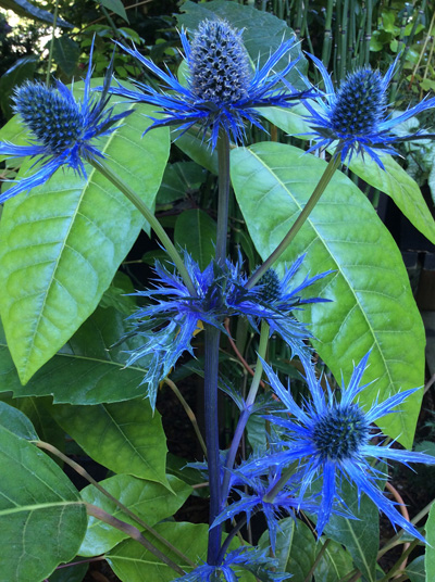 Eryngium Big Blue