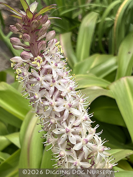 Eucomis comosa &lsquo;Innocence&rsquo;