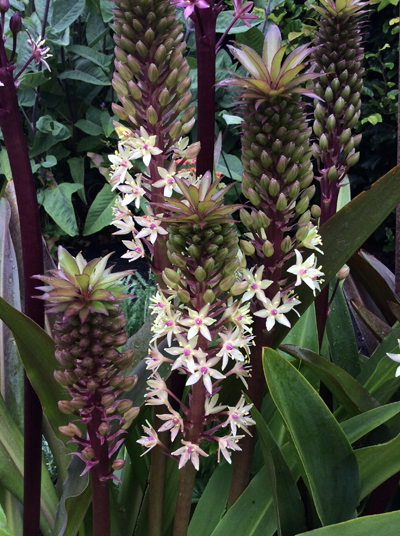 Eucomis ‘Oakhurst’