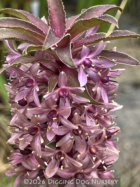 Eucomis comosa &lsquo;Sparkling Burgundy&rsquo;