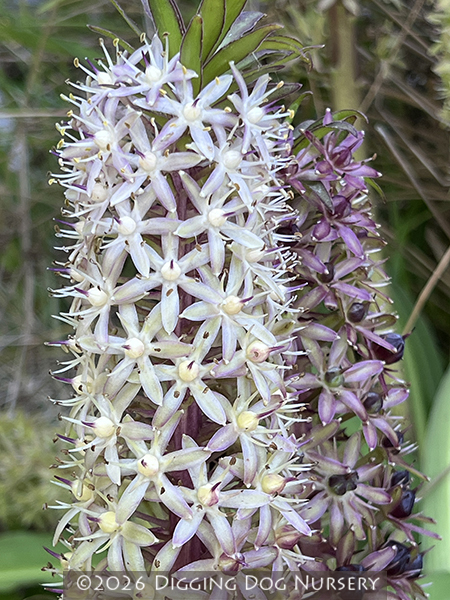 Eucomis ‘Toffee’