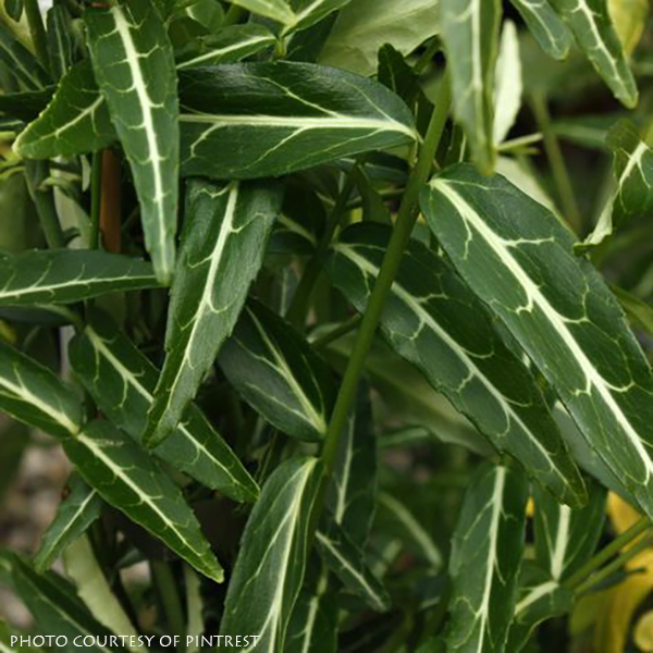 Euonymus fortunei ‘Wolong Ghost’