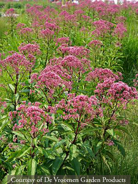 Eupatorium maculatum ‘Riesenschirm’