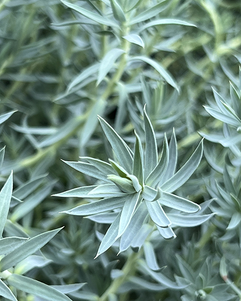 Euphorbia ‘Acid Wash’