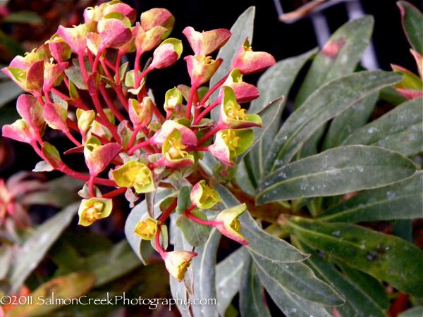 Euphorbia ‘Canyon Gold’