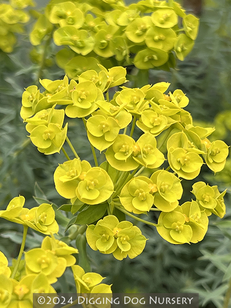 Euphorbia &lsquo;Limewall&rsquo;