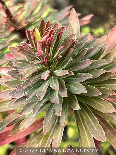 Euphorbia characias Red Wing