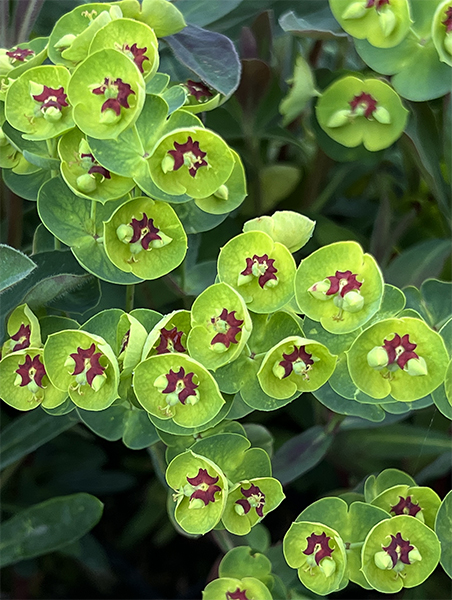 Euphorbia martini